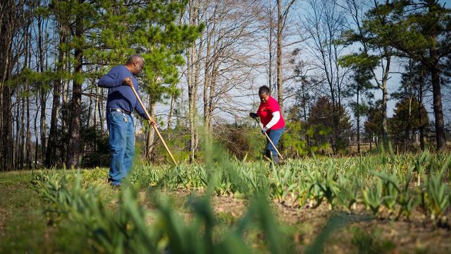 Doris and Donald Kidd work on their family garlic farm at their homestead in eastern Wake County. Photo by Marc Hall