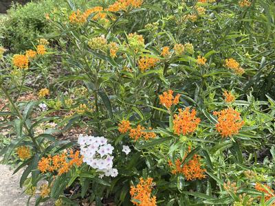The image shows the plant A.tuberosa, butterfly milkweed. It has several bright orange blooms.