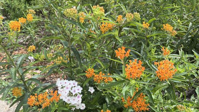 The image shows the plant A.tuberosa, butterfly milkweed. It has several bright orange blooms.