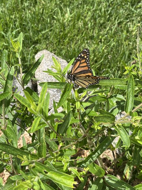 Monarch Butterfly in the garden, July 2025