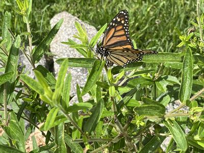 Monarch Butterfly in the garden, July 2025