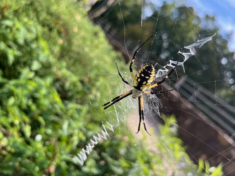 An Argiope spider (Yellow Garden Spider) in its web, September 2025
