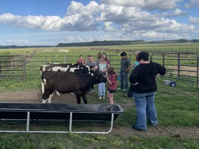 dairy cows and kids