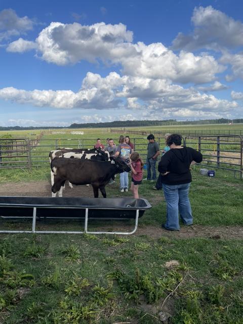 dairy cows and kids