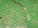Slime mold fruiting bodies on the leaves of a zoysiagrass lawn
