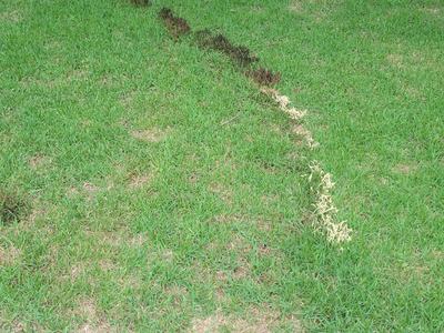 Slime mold fruiting bodies on the leaves of a zoysiagrass lawn