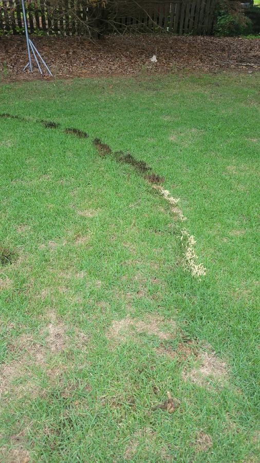 Slime mold fruiting bodies on the leaves of a zoysiagrass lawn
