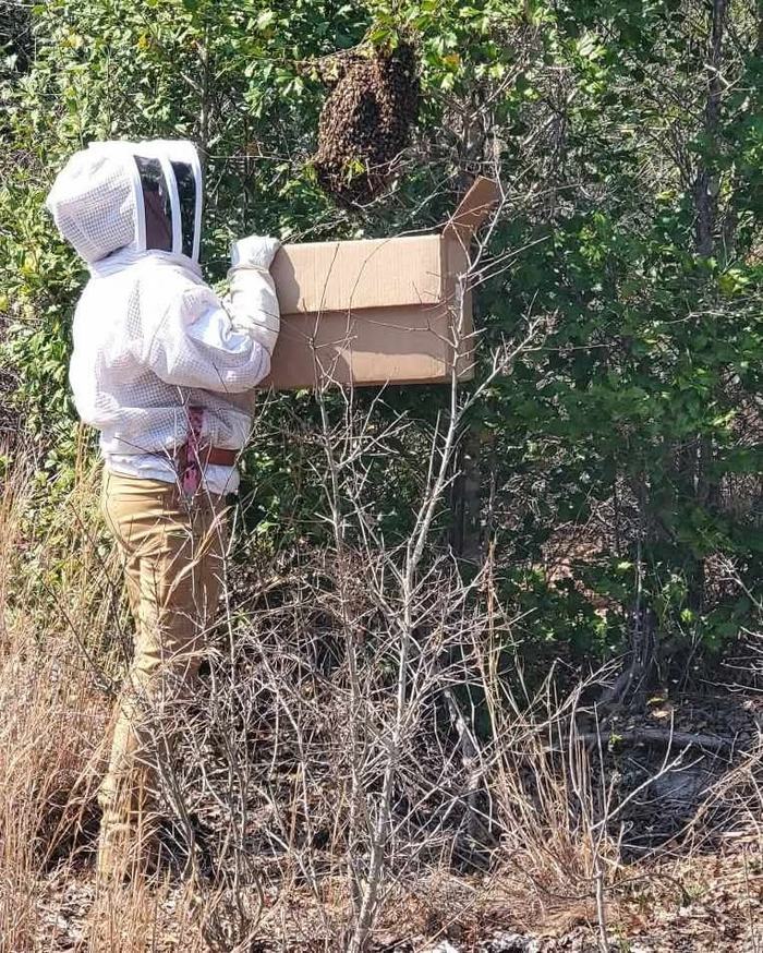 A Moore County beekeeper relocating a honey bee swarm from a tree while wearing full protective gear.