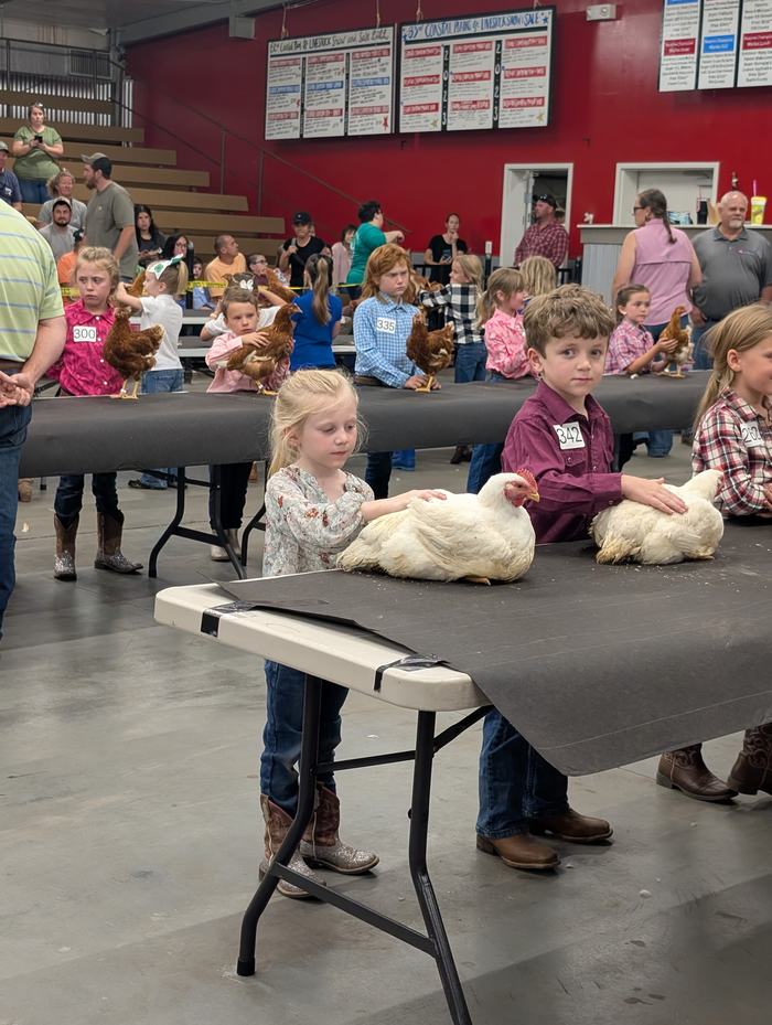 girl and boy holding chicken
