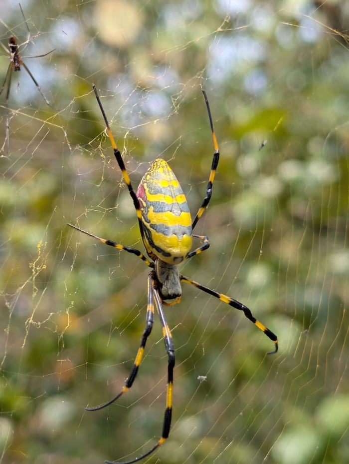 Joro spider female mature