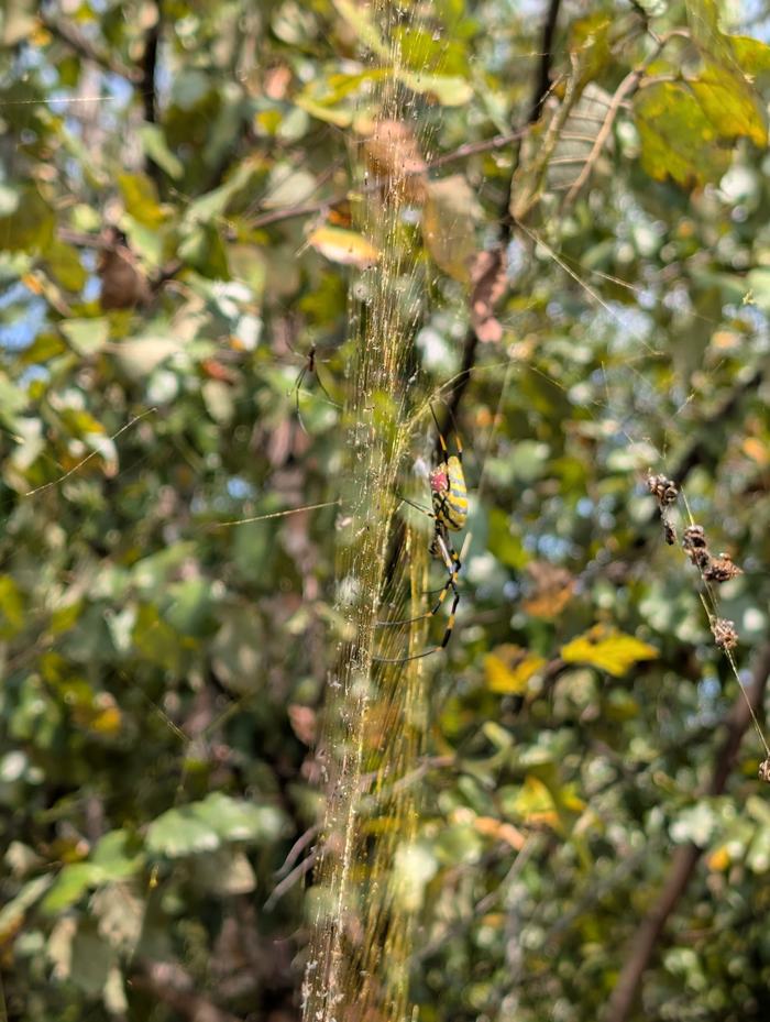 Joro spider web in sunlight