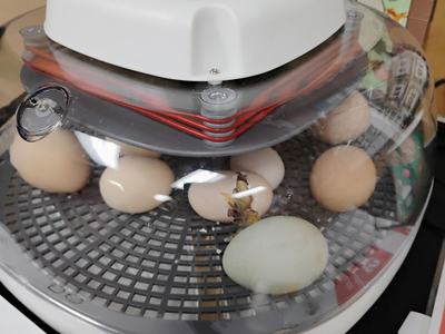 Chick hatching in Incubator