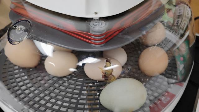 Chick hatching in Incubator