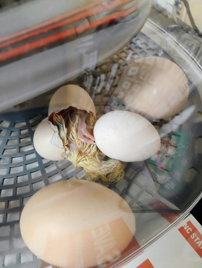 Baby Chick