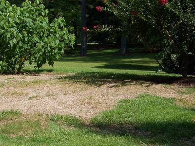 Green lawn with large dead area in the center.