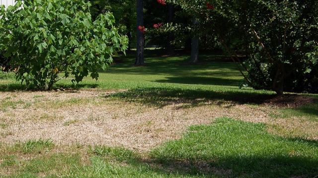 Green lawn with large dead area in the center.