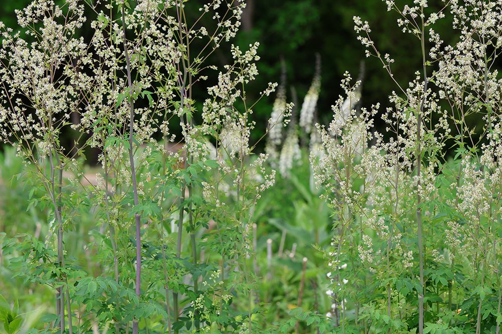 Skunk meadowrue (foreground) with white wild indigo