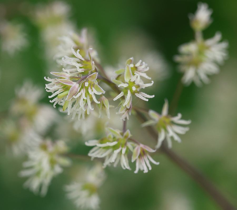 Close-up of skunk meadowrue blooms