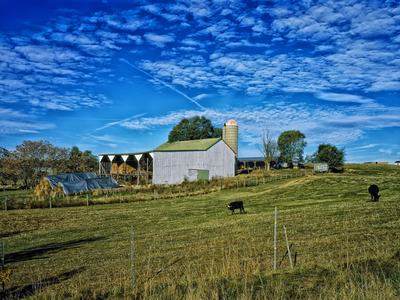 farm landscape with a barn, covered hay and cows in a the pasture.