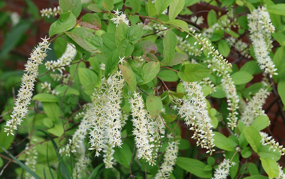 Virginia sweetspire shrub.