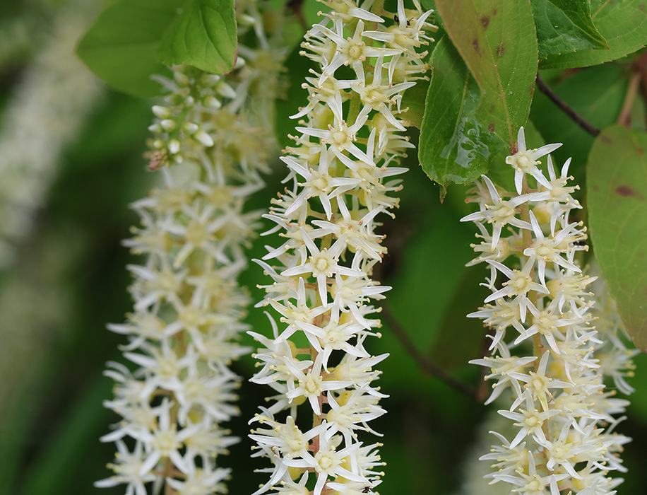 Close-up of Virginia sweetspire blooms.