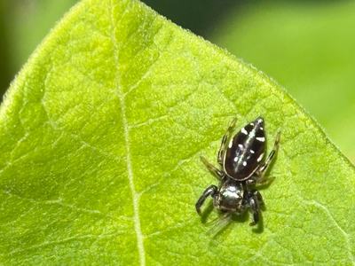 up-close of a spider on a leaf