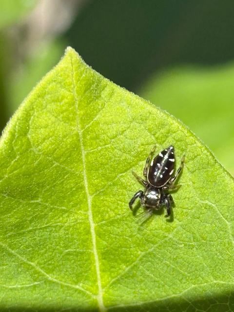 up-close of a spider on a leaf
