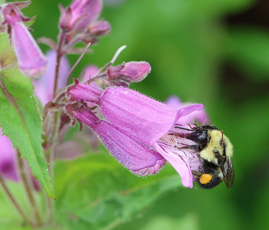 Bumble bee foraging on small's beardtongue.