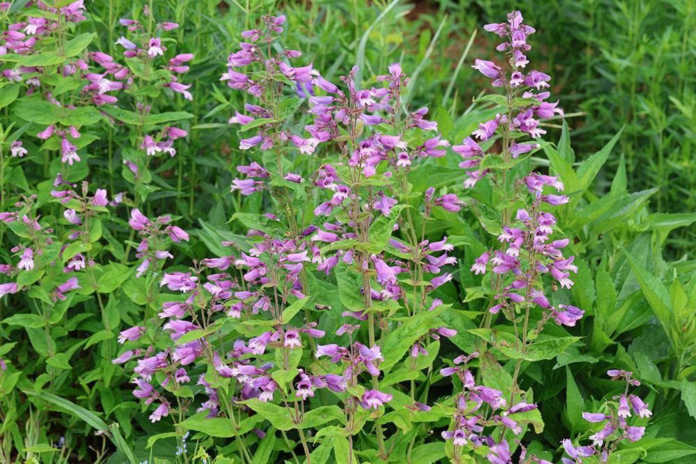 Small's beardtongue