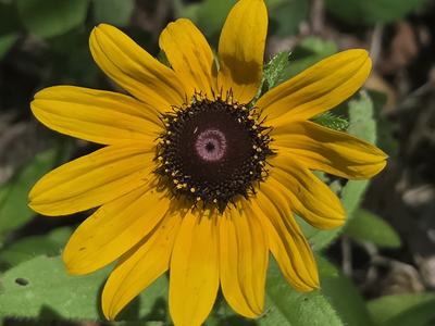 Close up image of a black-eyed Susan flower in the sunlight