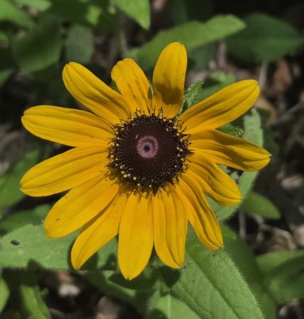 Close up image of a black-eyed Susan flower in the sunlight