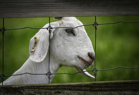 A white goat behind a fence.