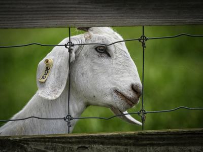 A white goat behind a fence.