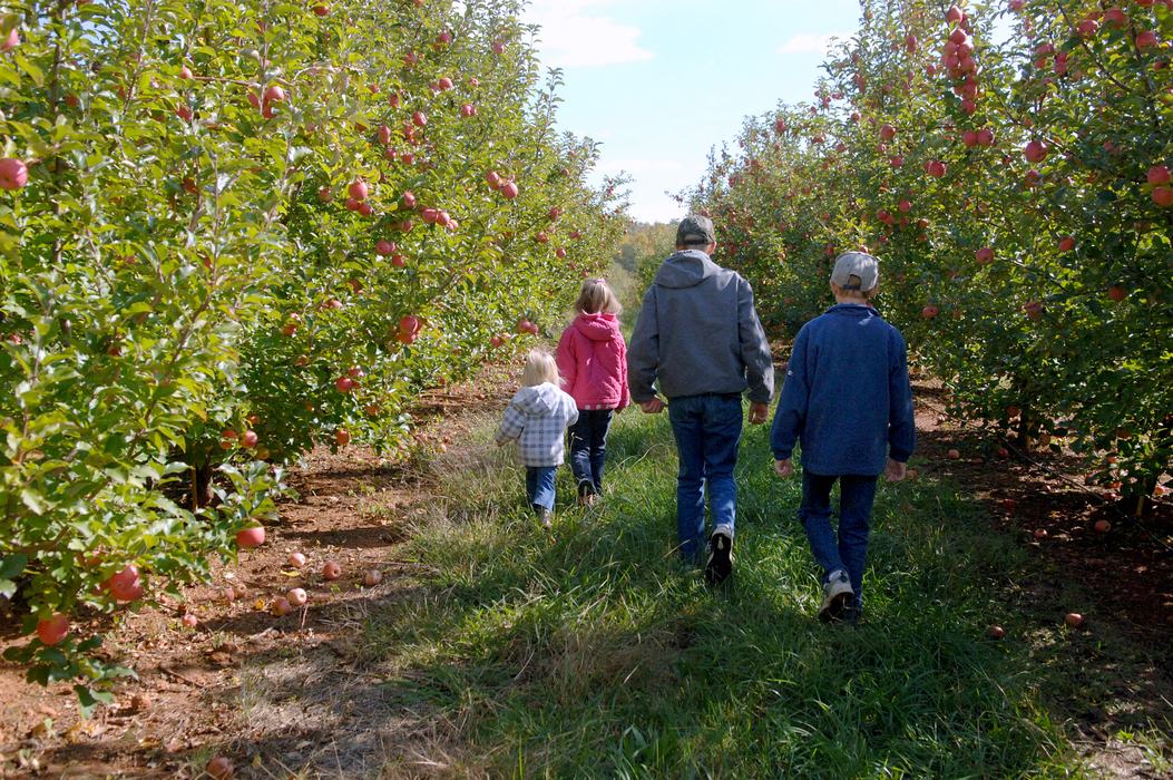 A family walks between orchard rows facing away from the camera.