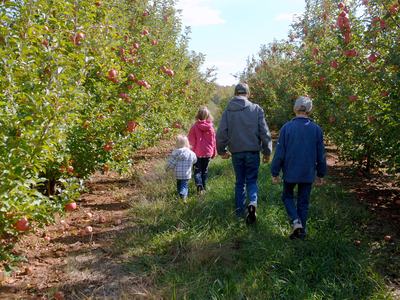 A family walks between orchard rows facing away from the camera.