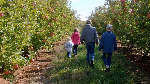 A family walks between orchard rows facing away from the camera.