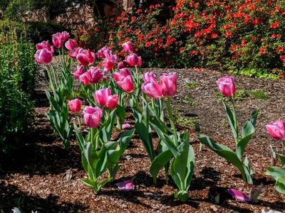Pink tulips in mulch near lawn