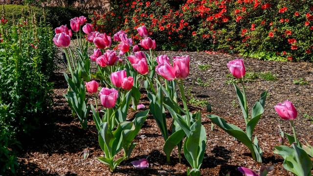 Pink tulips in mulch near lawn