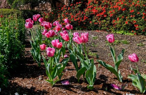 Pink tulips in mulch near lawn