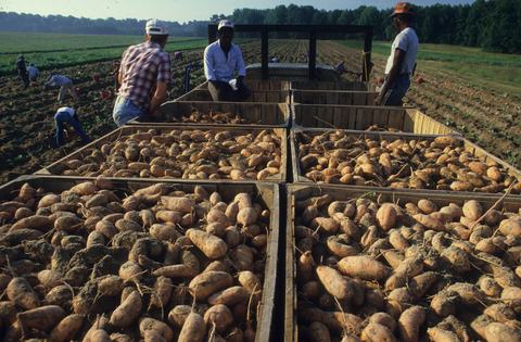 Sweetpotatoes loaded into wooden bins during harvest
