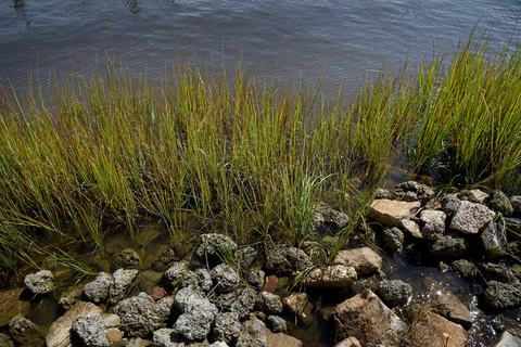 Grass growing along a river shoreline