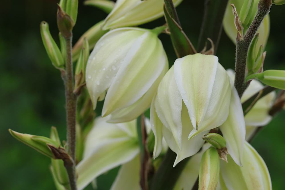 Close-up of Adam's needle blooms in early May