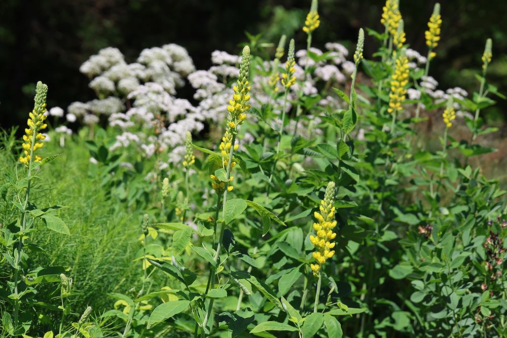 Carolina lupine with garden heliotrope
