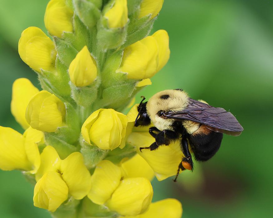 Bumble bee foraging on Carolina lupine.