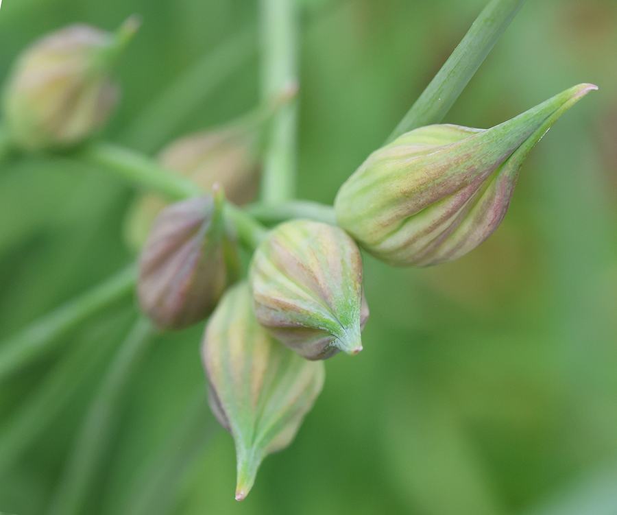 Flower buds of nodding onion.