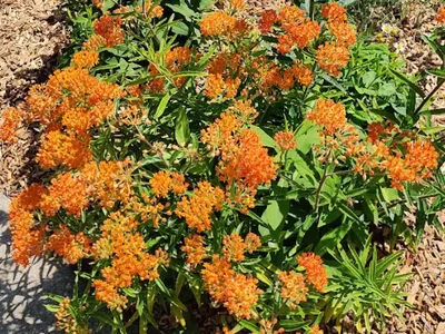 A. tuberosa, Milkweed, May 2026