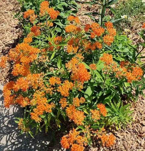A. tuberosa, Milkweed, May 2026