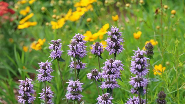 Downy wood mint with lanceleaf coreopsis