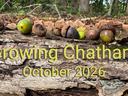 Acorns resting on a textured tree log with bracket mushrooms, featuring text that reads "Growing Chatham October 2026".