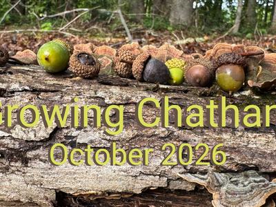Acorns resting on a textured tree log with bracket mushrooms, featuring text that reads "Growing Chatham October 2026".